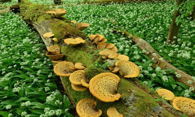 Gesucht: Deutschlands wildestes Naturwunder 2016